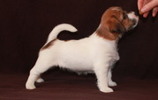 Джек Рассел терьер
