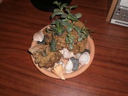 продам цветочные острова