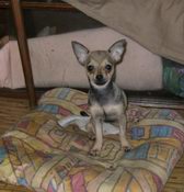 Щенки чихуахуа гладкошерстные